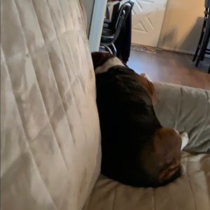 Meet your Posher, Darlene